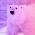 The story of a woman and a hungry polar bear